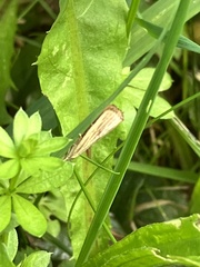 Agriphila