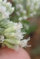 Eupatorium linearifolium