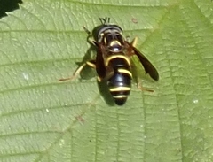 Spilomyia sayi