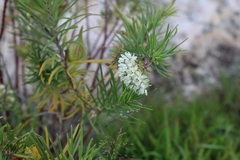 Asclepias linaria