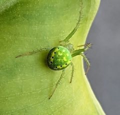Araneus cingulatus