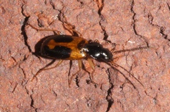 Badister elegans