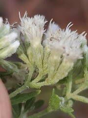Eupatorium linearifolium