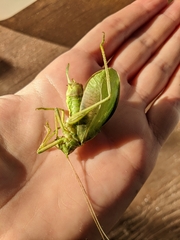 Pterophylla camellifolia