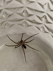 Loxosceles reclusa