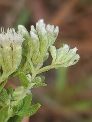Eupatorium linearifolium