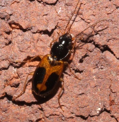 Badister elegans