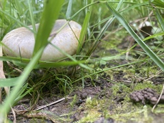 Lactarius pubescens
