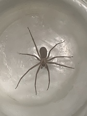 Loxosceles reclusa