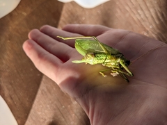 Pterophylla camellifolia