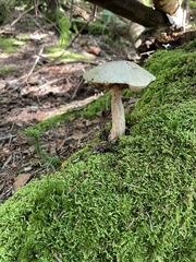 Leccinum holopus