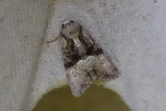 Mesoligia furuncula