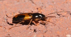 Badister elegans