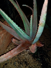 Aloe capitata
