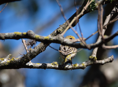 Sicalis flaveola