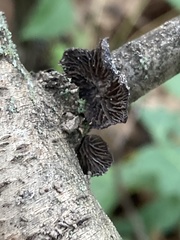 Resupinatus alboniger