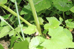 Angelica genuflexa