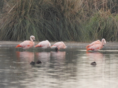 Phoenicopterus chilensis