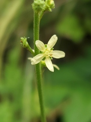 Agrimonia incisa