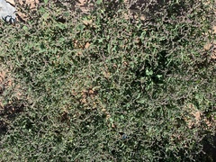 Atriplex prostrata