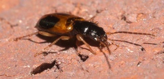Badister elegans