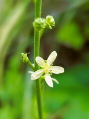 Agrimonia incisa