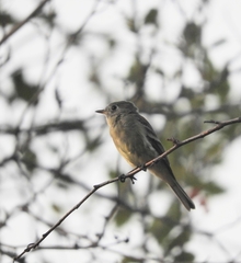 Empidonax hammondii