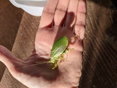 Pterophylla camellifolia