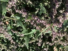 Atriplex prostrata