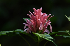 Justicia carnea
