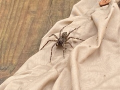 Dolomedes