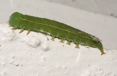 Panopoda