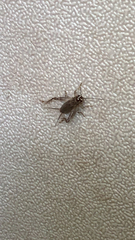 Velarifictorus micado