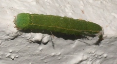 Panopoda