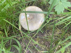 Lactarius pubescens