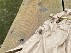 Dolomedes
