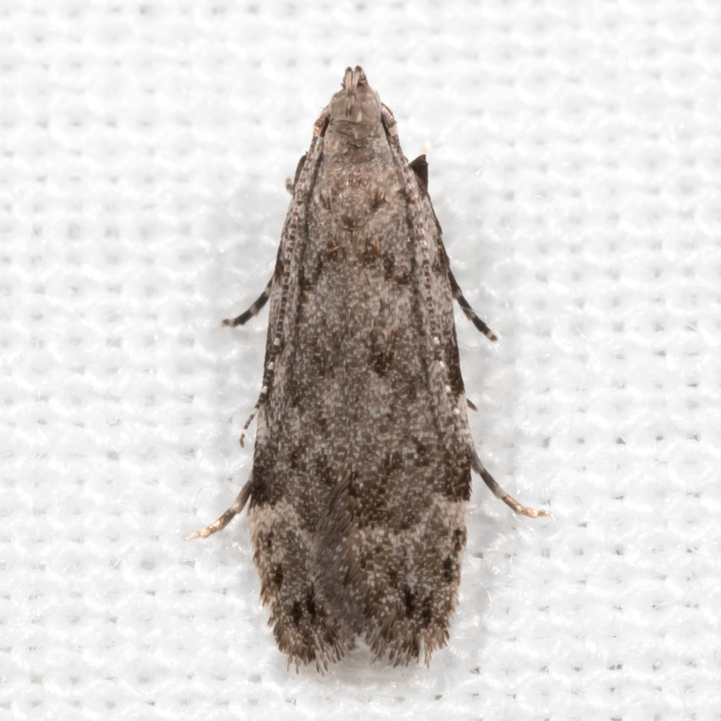 Anacampsis
