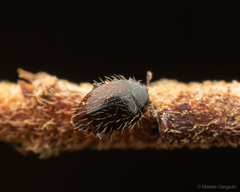 Stictospilus darwini