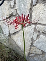 Lycoris radiata