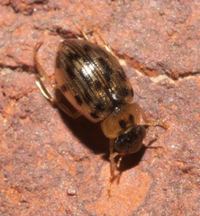 Berosus pantherinus