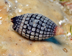 Cerithiopsidae
