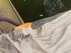 Dolomedes