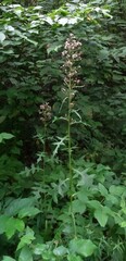 Lactuca canadensis