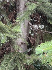 Abies amabilis