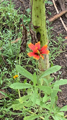 Gaillardia pulchella