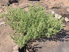 Salsola kali
