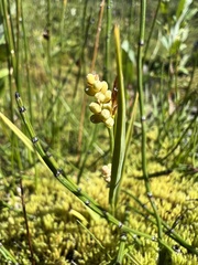 Carex aurea