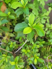 Rhododendron indicum