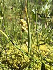 Carex aurea