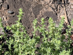 Salsola kali